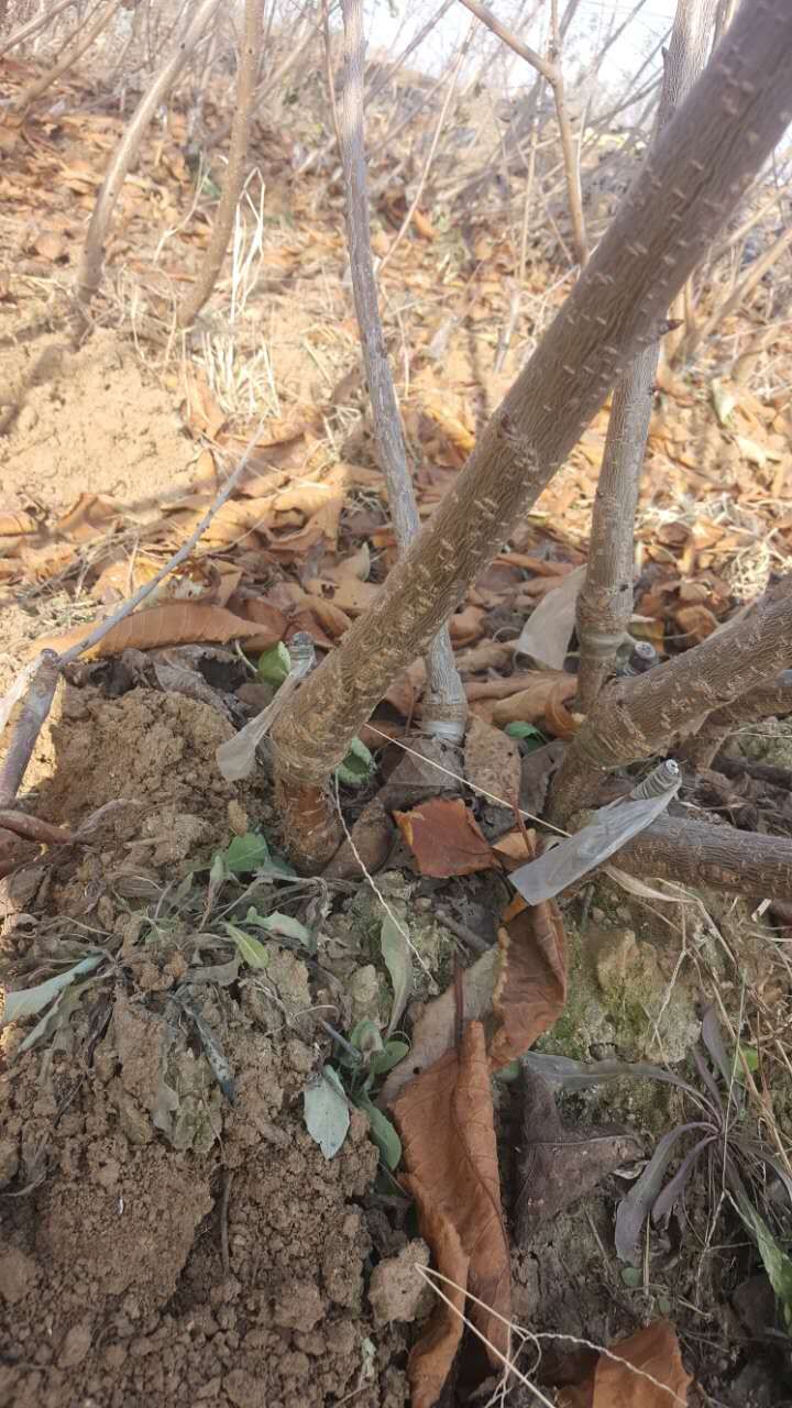 宝鸡市奇早樱桃苗 萨米托樱桃苗什么价格