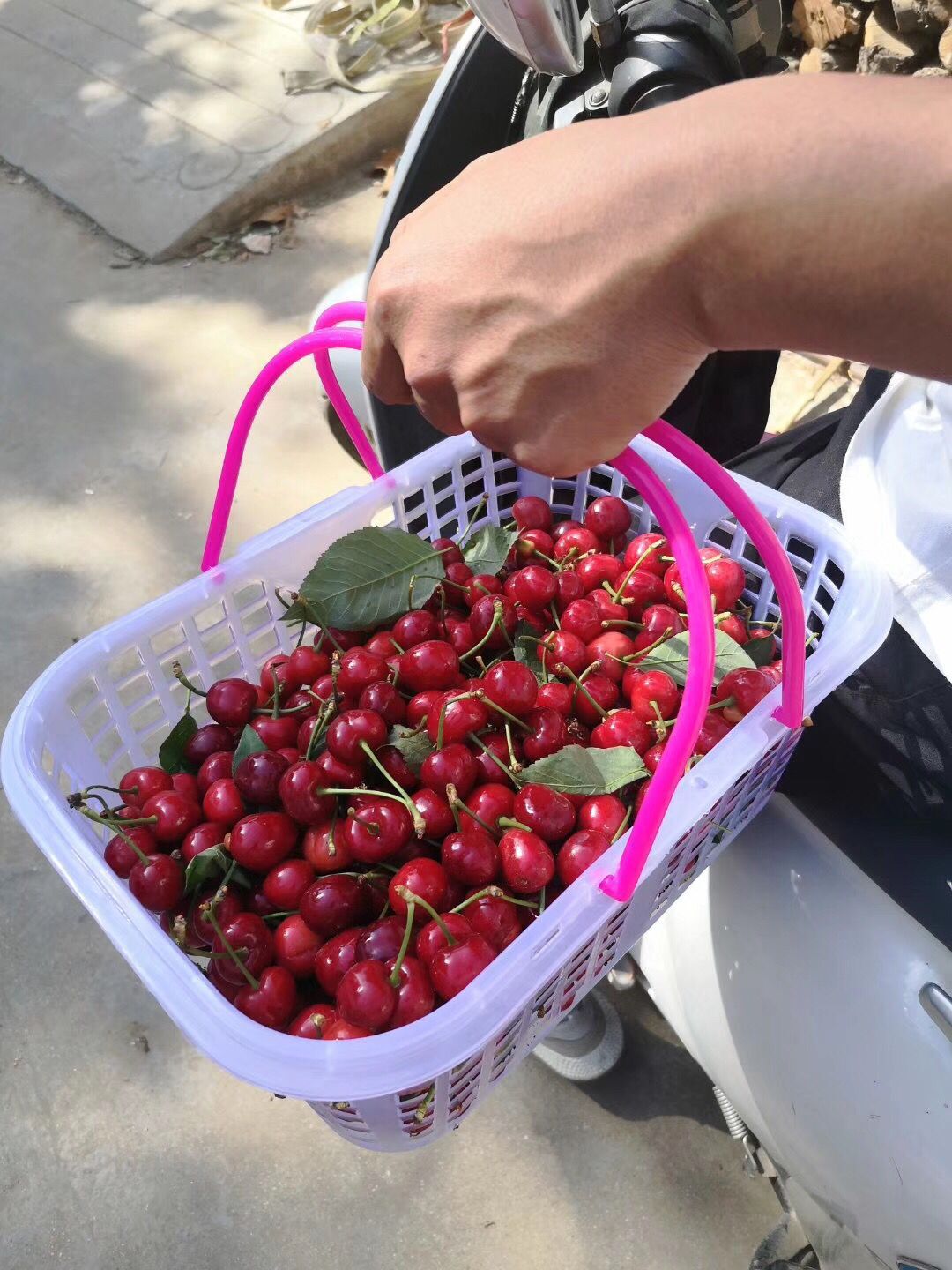 绵阳市丰产樱桃树苗 2年樱桃苗好成活