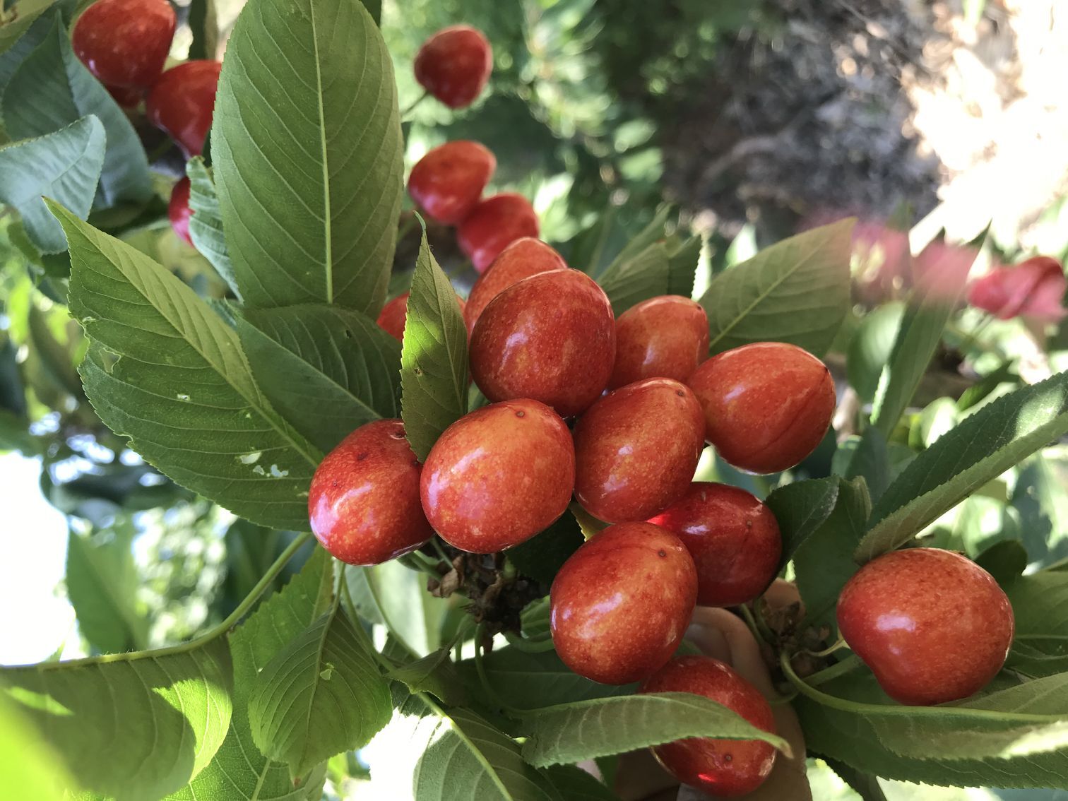 布鲁克斯樱桃树苗 萨米托樱桃苗好成活