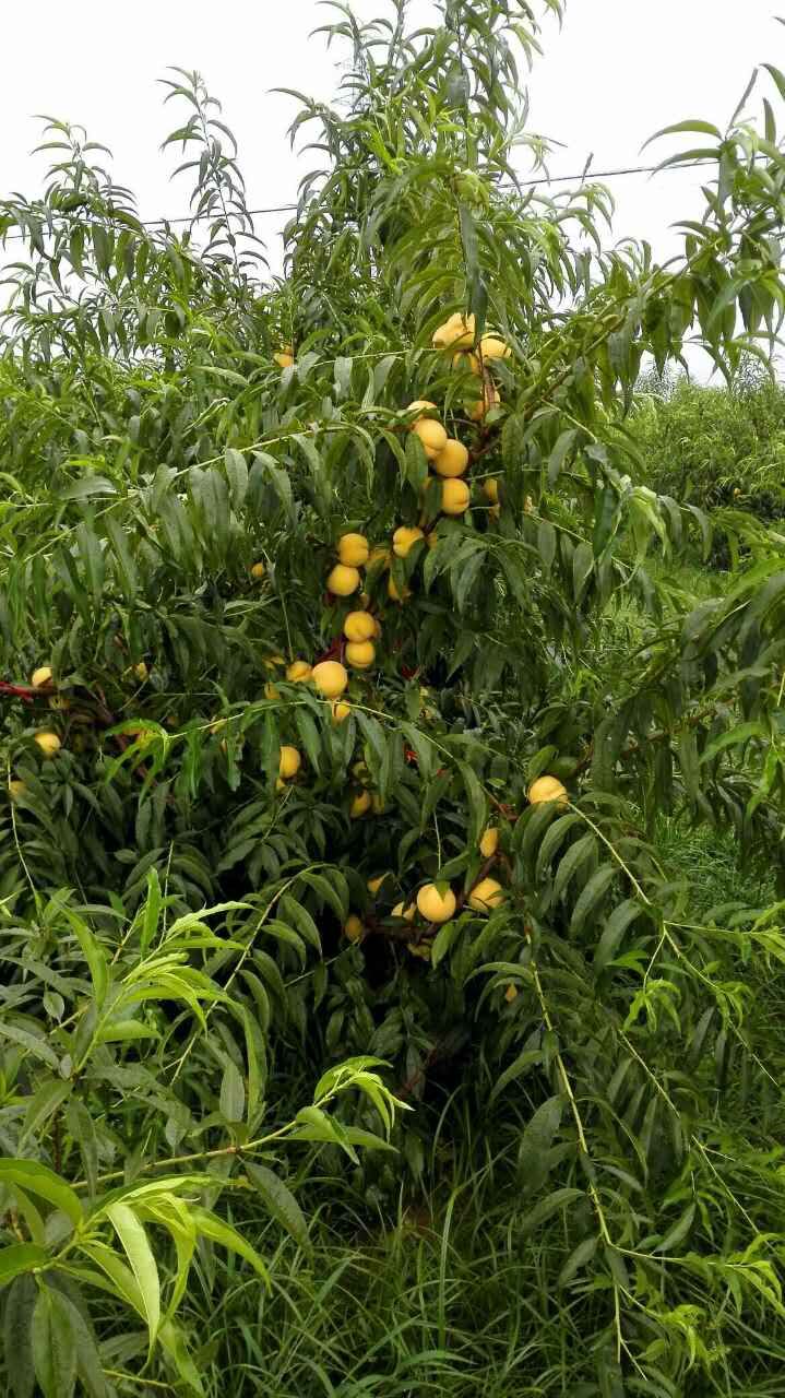 昱宝苗木油蟠9桃苗 油蟠9桃苗种植