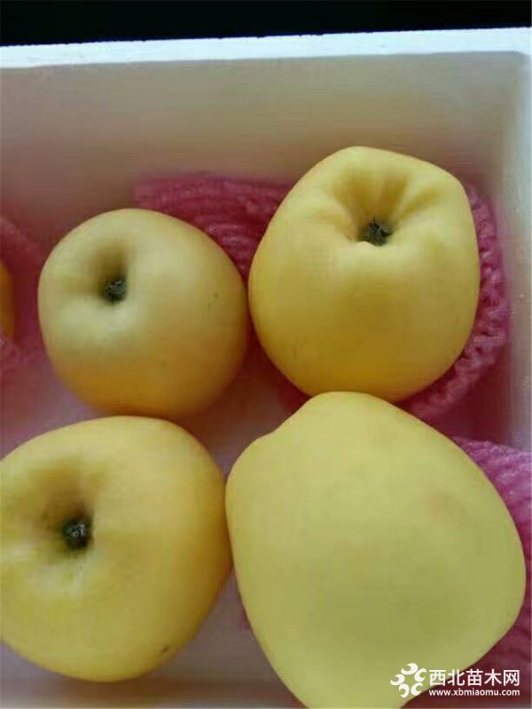 黑龙江省神富一号苹果苗 神富一号苹果树苗品种好