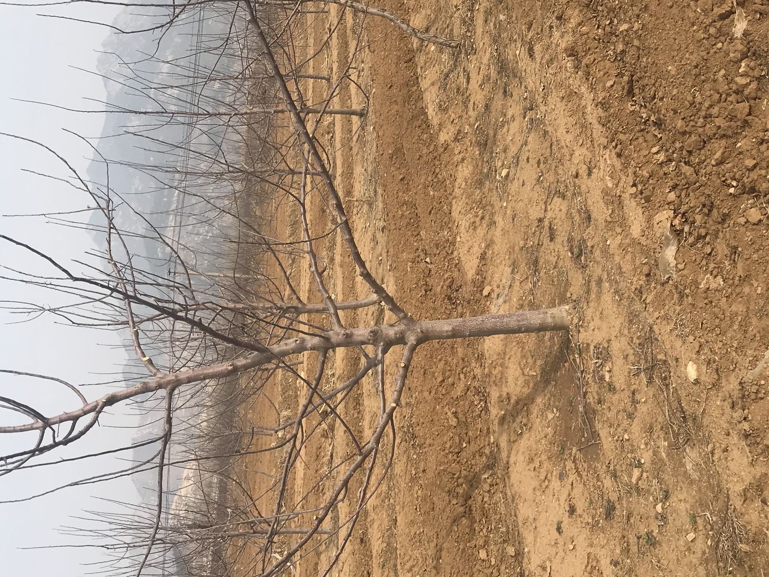 望香红苹果苗 苹果苗无病虫