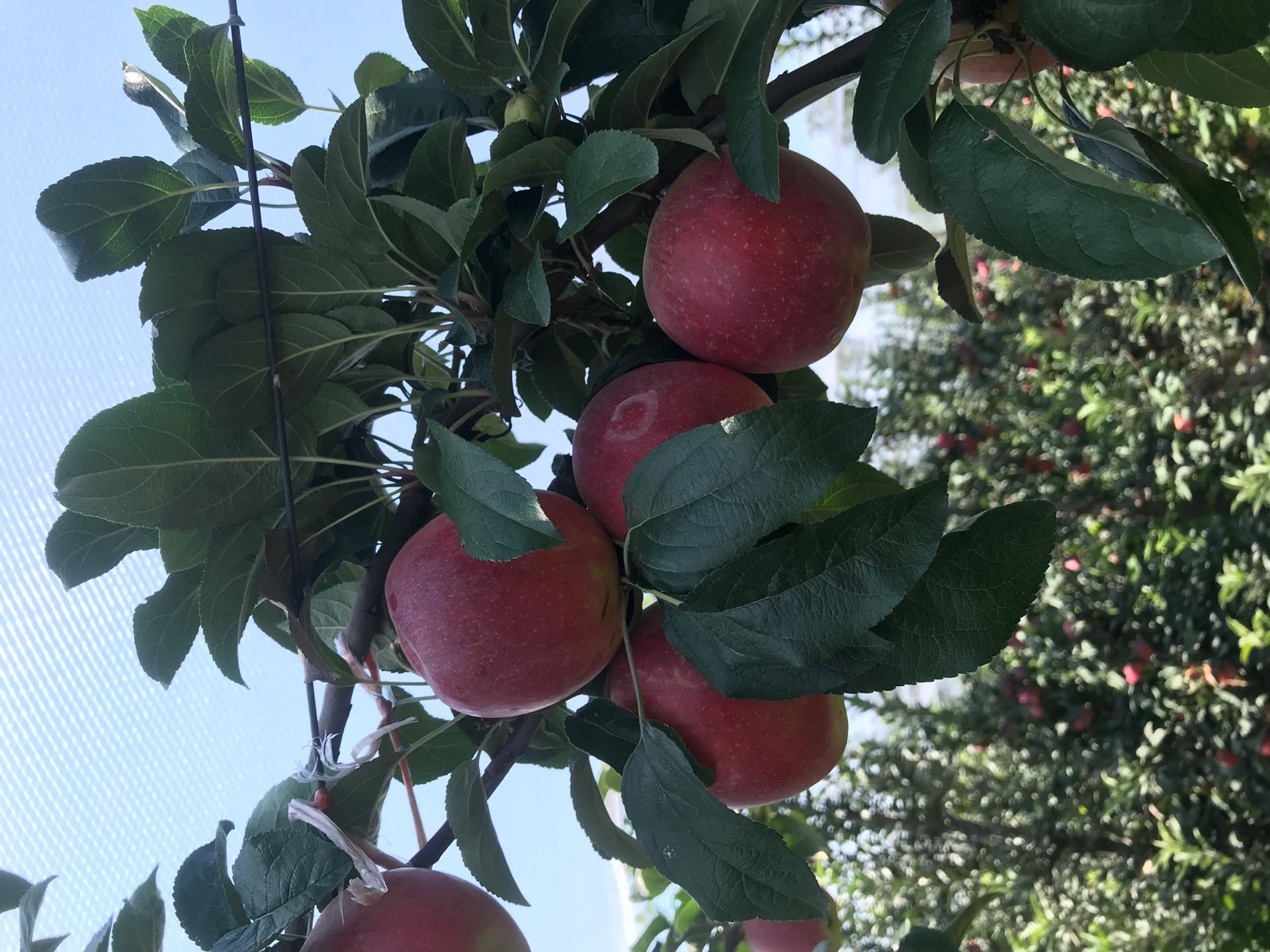 湖南省红富士苹果苗 香妃海棠苹果苗供应