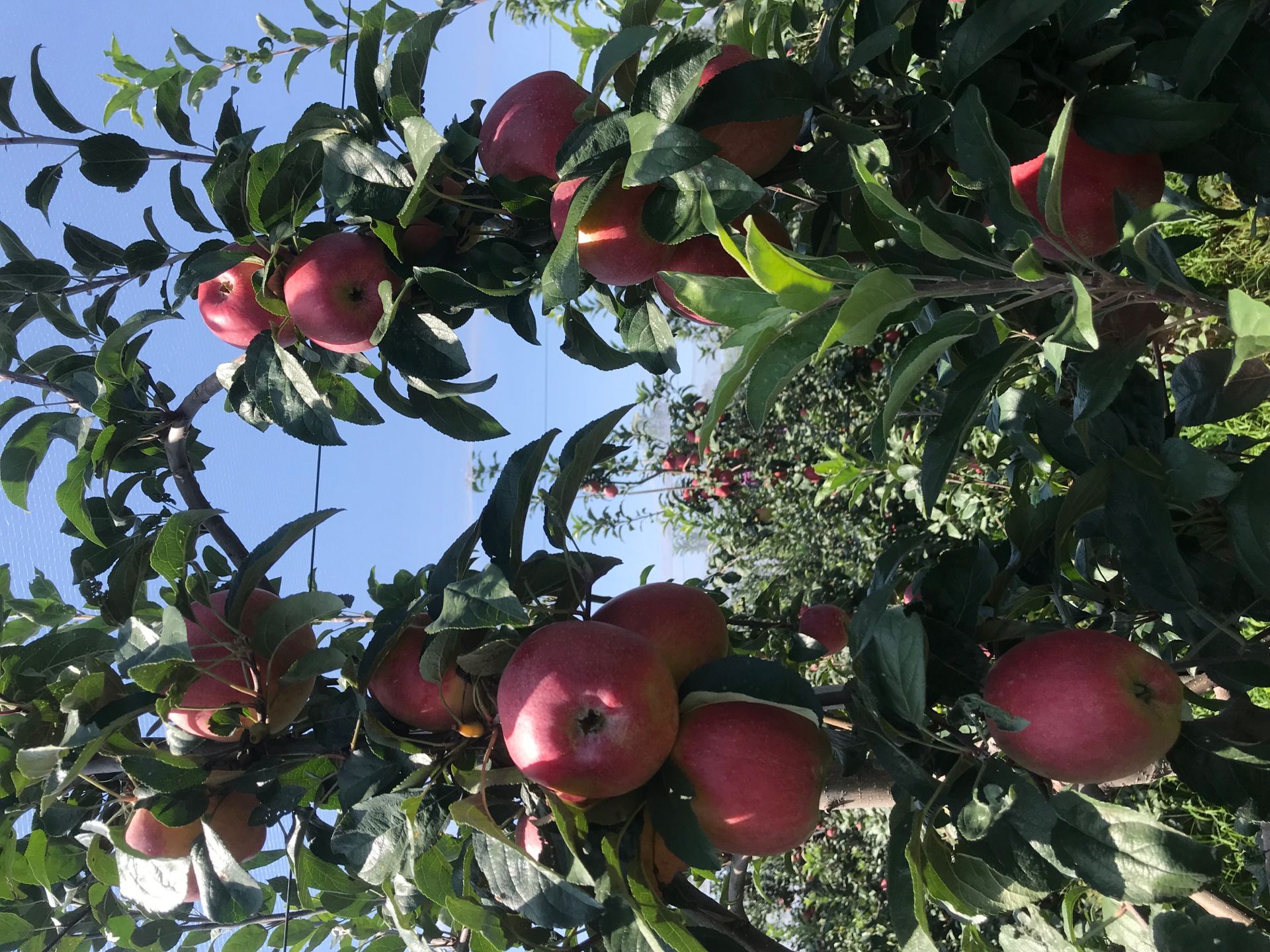 维纳斯苹果树苗 烟富6号苹果树苗大量