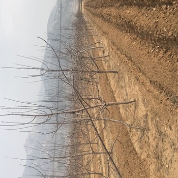 鸡心果苹果苗美八苹果树苗种植技术