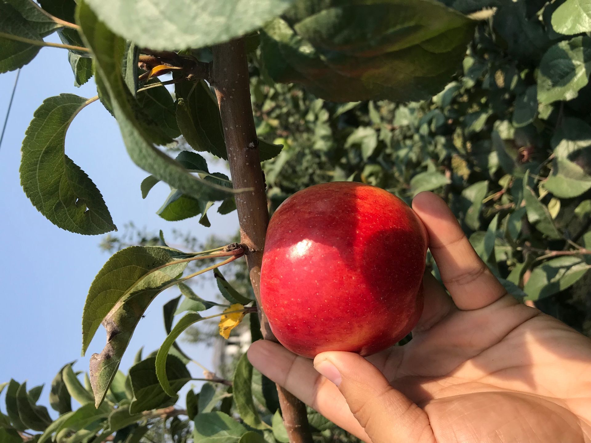 红富士苹果苗 红富士苹果树苗品种
