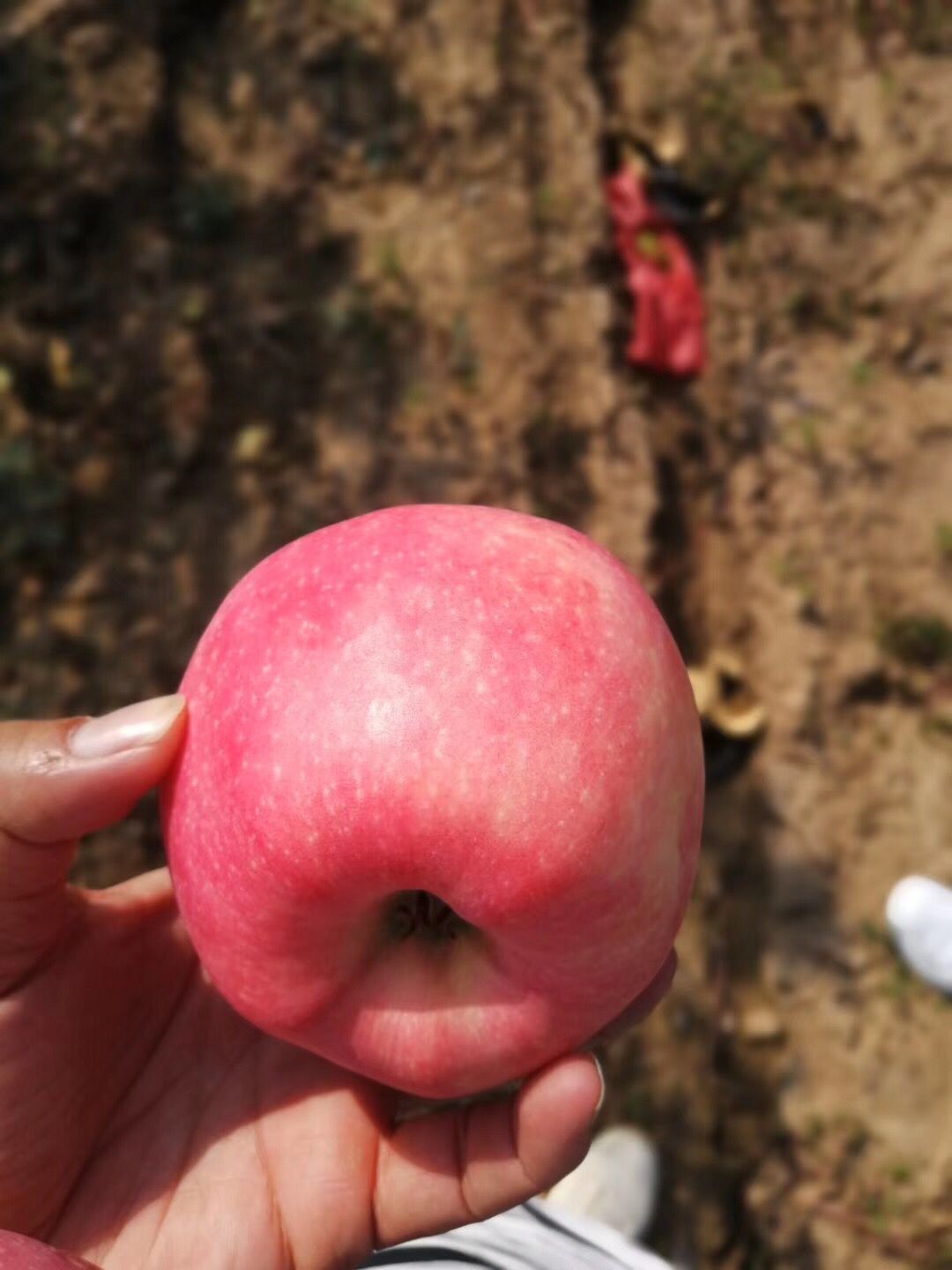 心苹果苗 神富一号苹果树苗修建技术