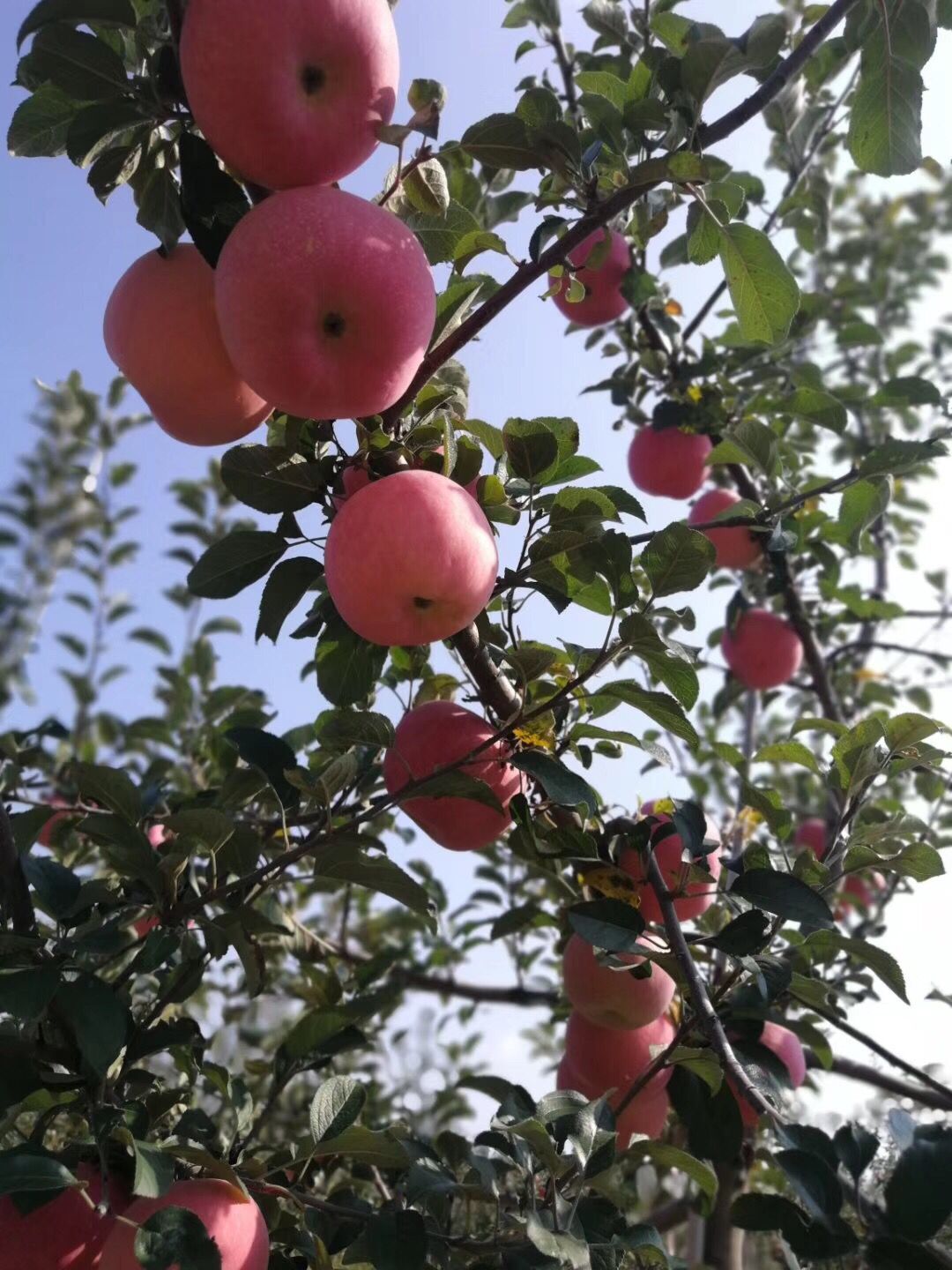 神富一号苹果苗 嘎啦苹果树苗好吃品种