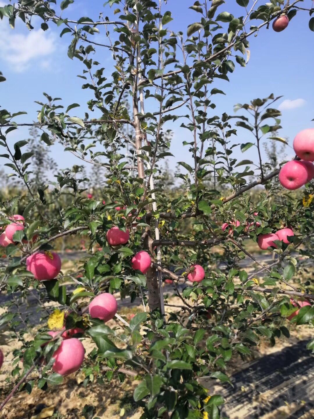 润太一号苹果树苗 3公分苹果树苗好吃品种