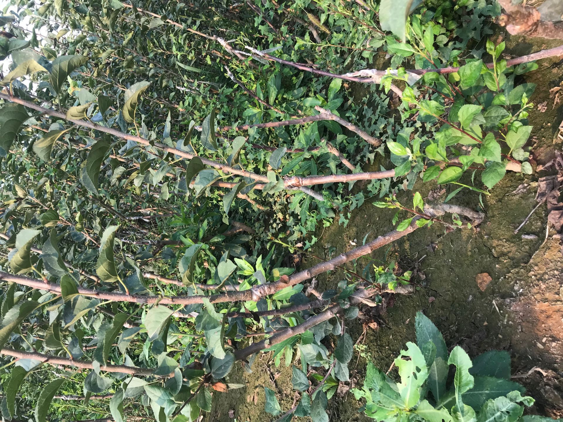 鸡心果苹果苗 美八苹果树苗种植技术