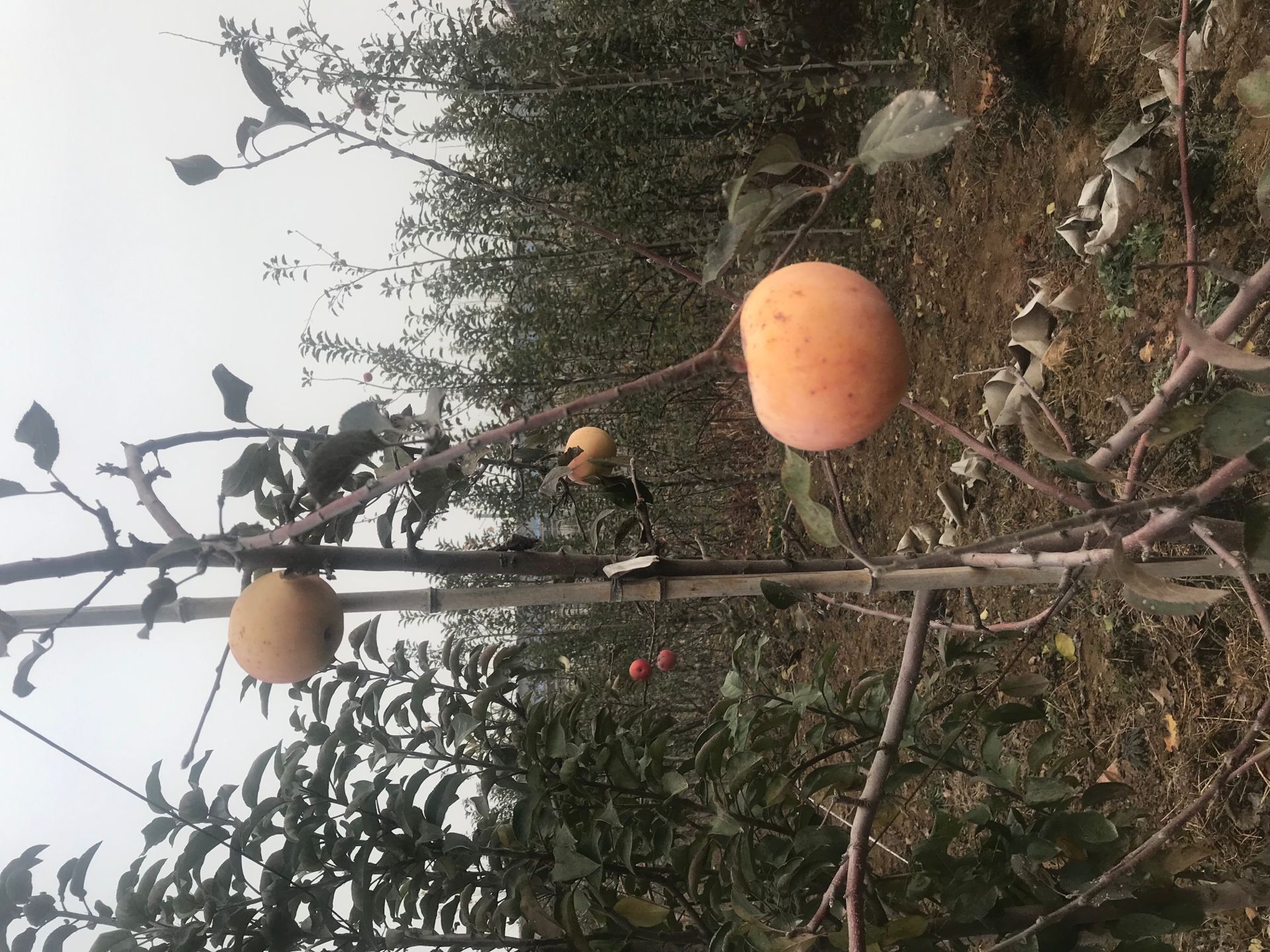 矮化苹果苗 花牛苹果树苗种植资料