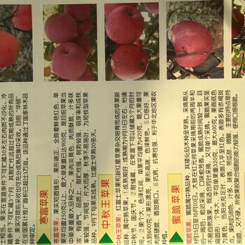 紅色之愛蘋果樹苗國光蘋果樹苗什么地方有