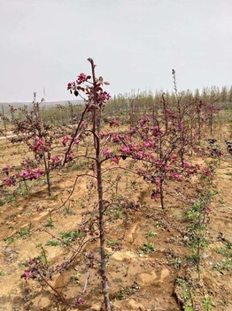 國(guó)光蘋果苗望香紅蘋果苗修建技術(shù)