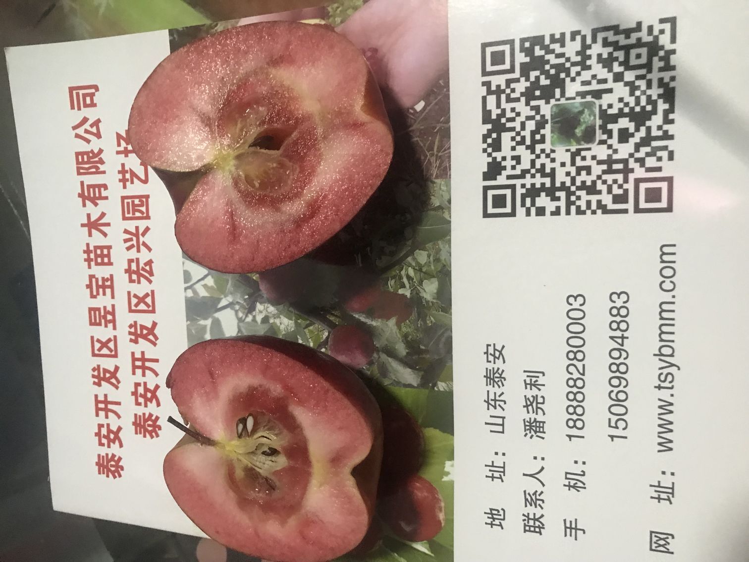 湖南省红富士苹果苗 香妃海棠苹果苗供应