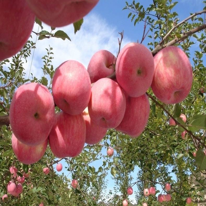 烟富苹果树苗 4公分苹果树苗种植技术
