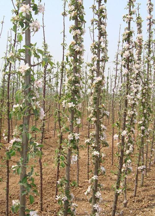 香妃海棠苹果苗 香妃海棠苹果苗大量供应