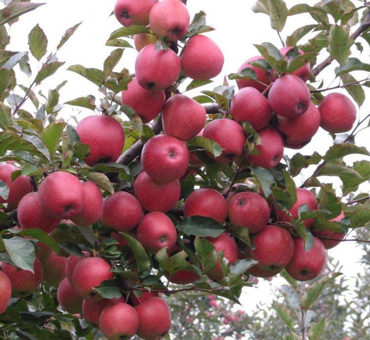 成都园林网 成都苗木 成都果树种苗 四川省5公分苹果苗水蜜桃苹果苗.