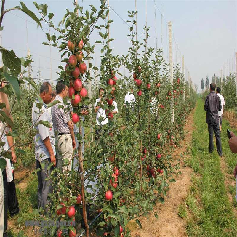 矮化苹果苗 花牛苹果树苗种植资料