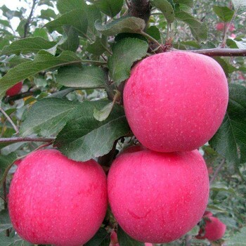 早熟苹果苗香妃海棠苹果苗大量供应