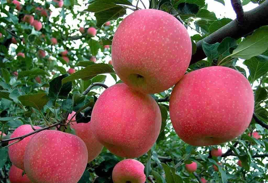 红富士苹果苗 早熟苹果树苗无病虫