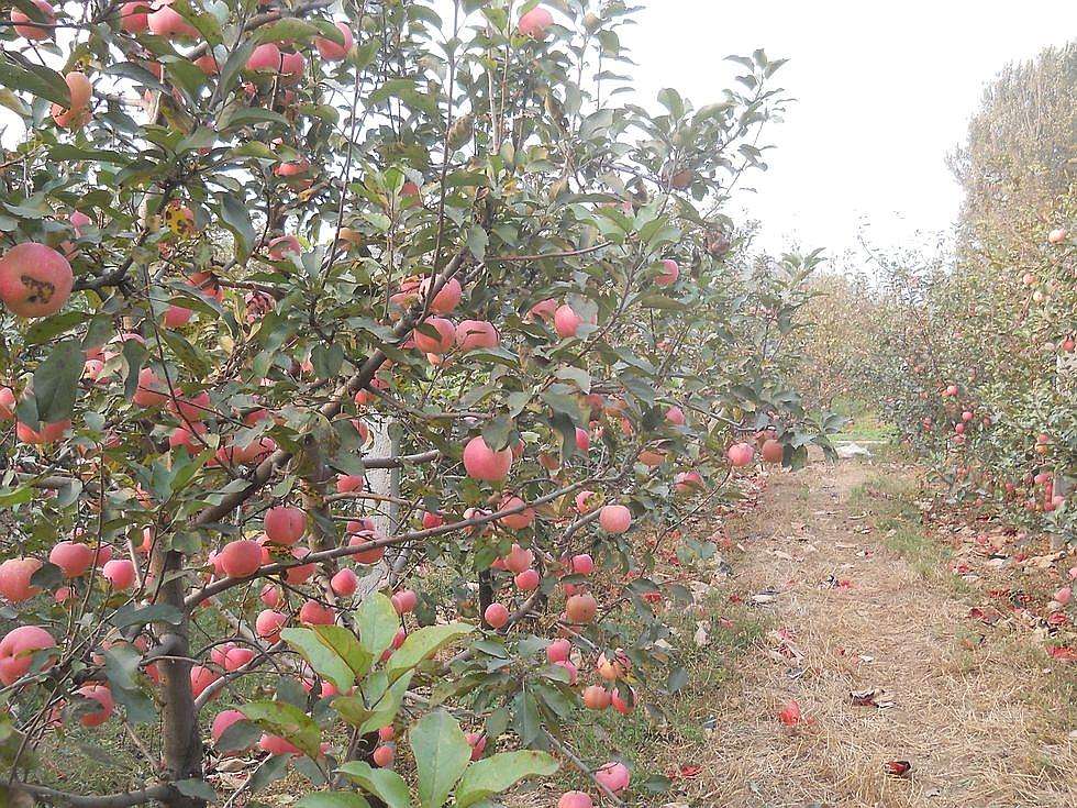 香妃海棠苹果苗 鲁丽苹果苗基地