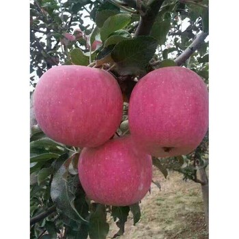 紅富士蘋果苗煙富6號蘋果樹苗多少錢