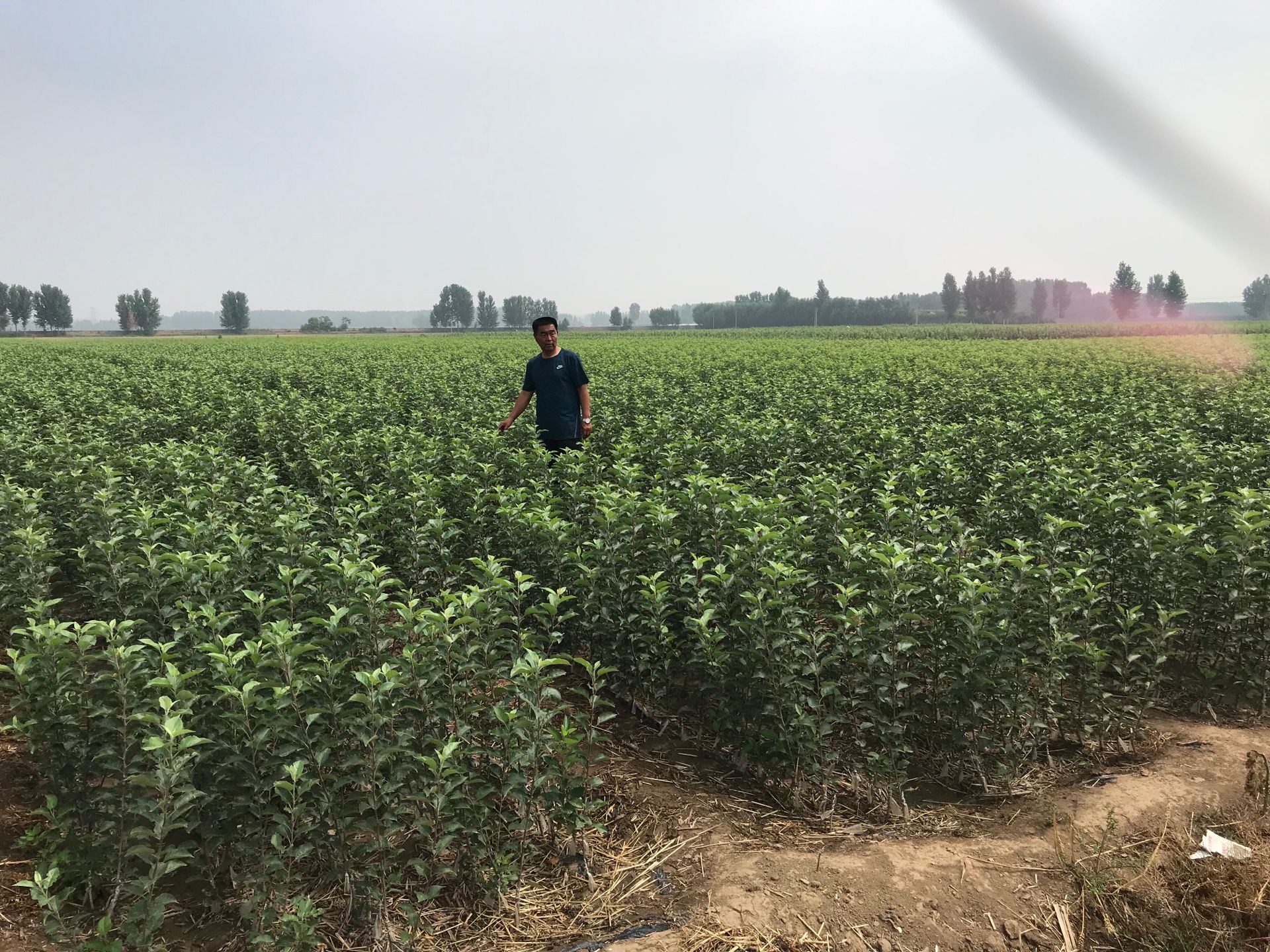 心苹果苗 神富一号苹果树苗修建技术