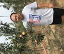 湖南省红富士苹果苗香妃海棠苹果苗种植技术