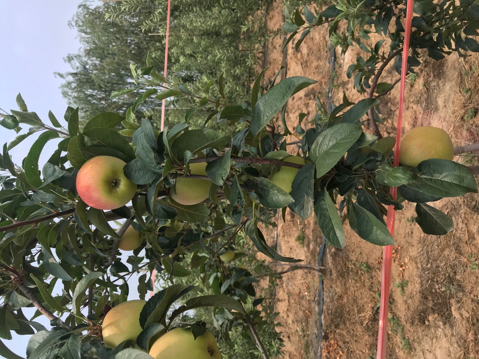 中秋王苹果苗 花牛苹果树苗种植技术