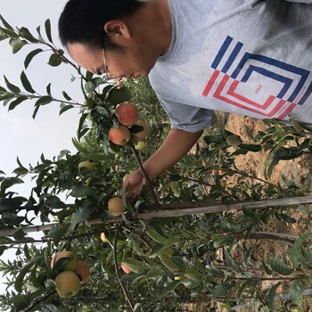 湖南省红富士苹果苗香妃海棠苹果苗供应