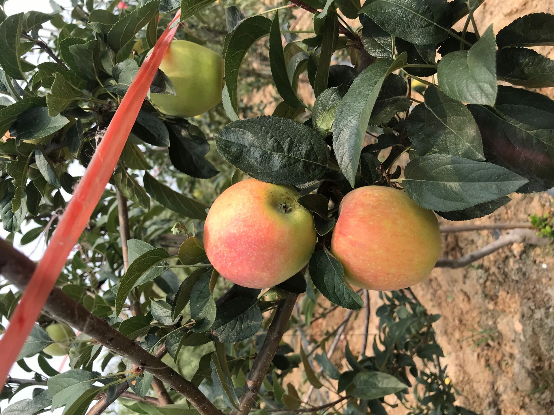 中秋王苹果苗 花牛苹果树苗种植技术