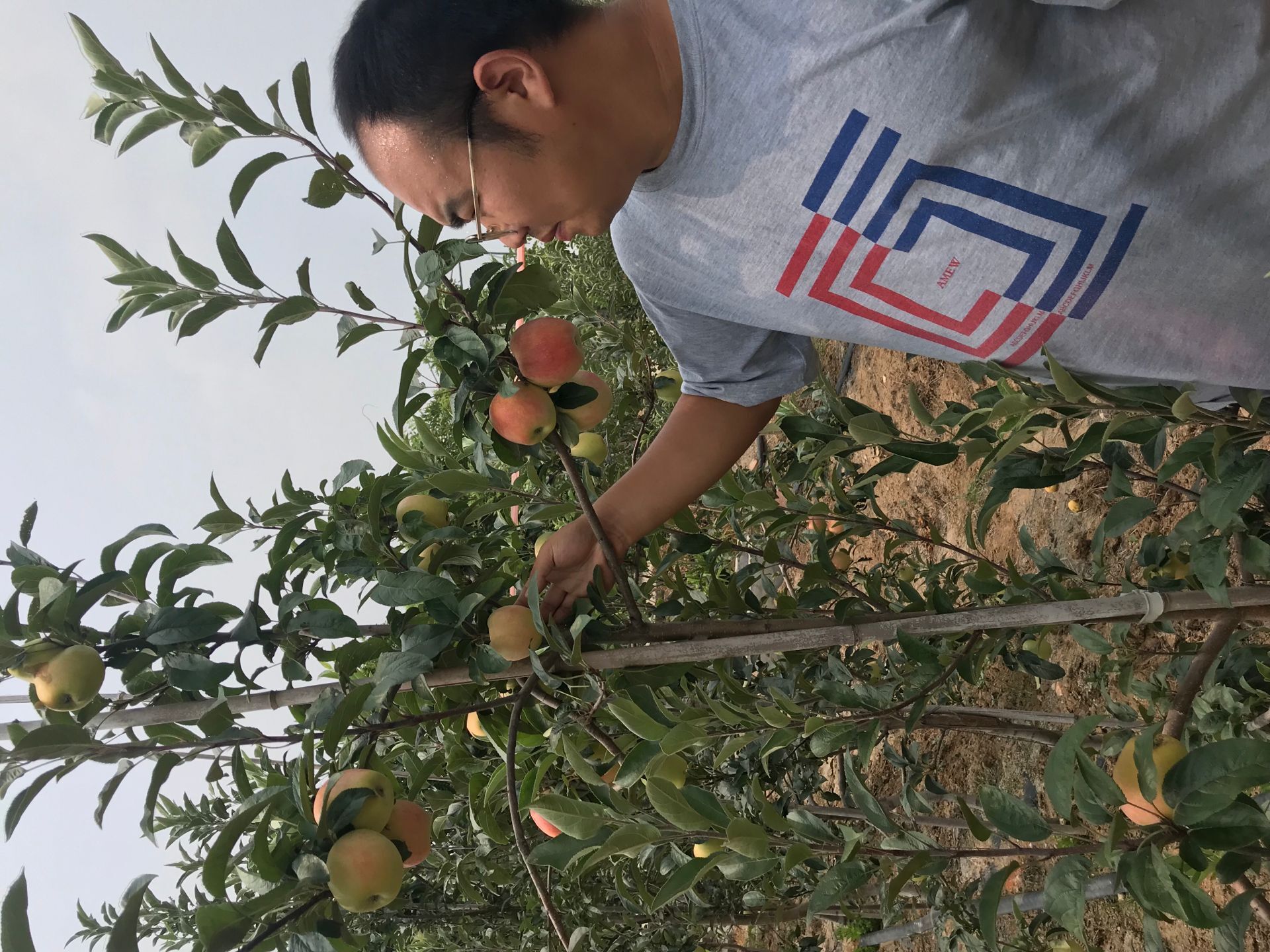 早熟苹果苗 香妃海棠苹果苗适应性强