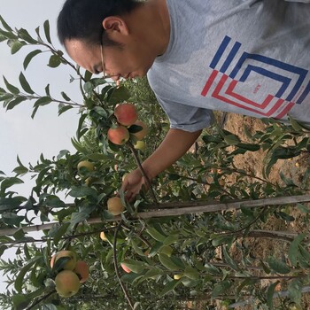 蜜脆苹果苗烟富0号苹果树苗适应性强