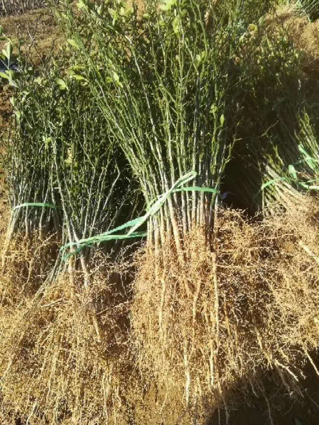 土枳实苗 土枳实苗无病虫