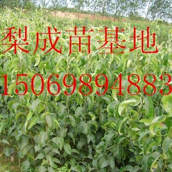 襄陽早酥紅梨苗種植技術(shù)