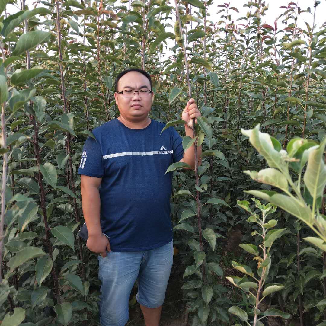 红久安梨苗种植技术