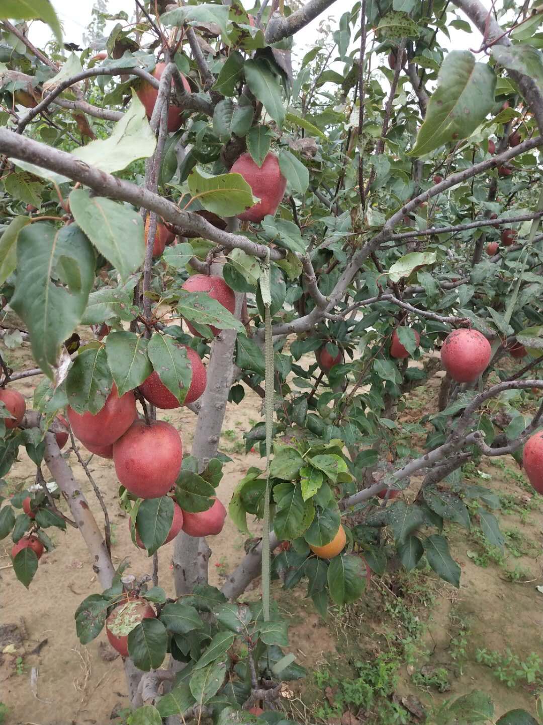 潮州5公分梨苗品种特点
