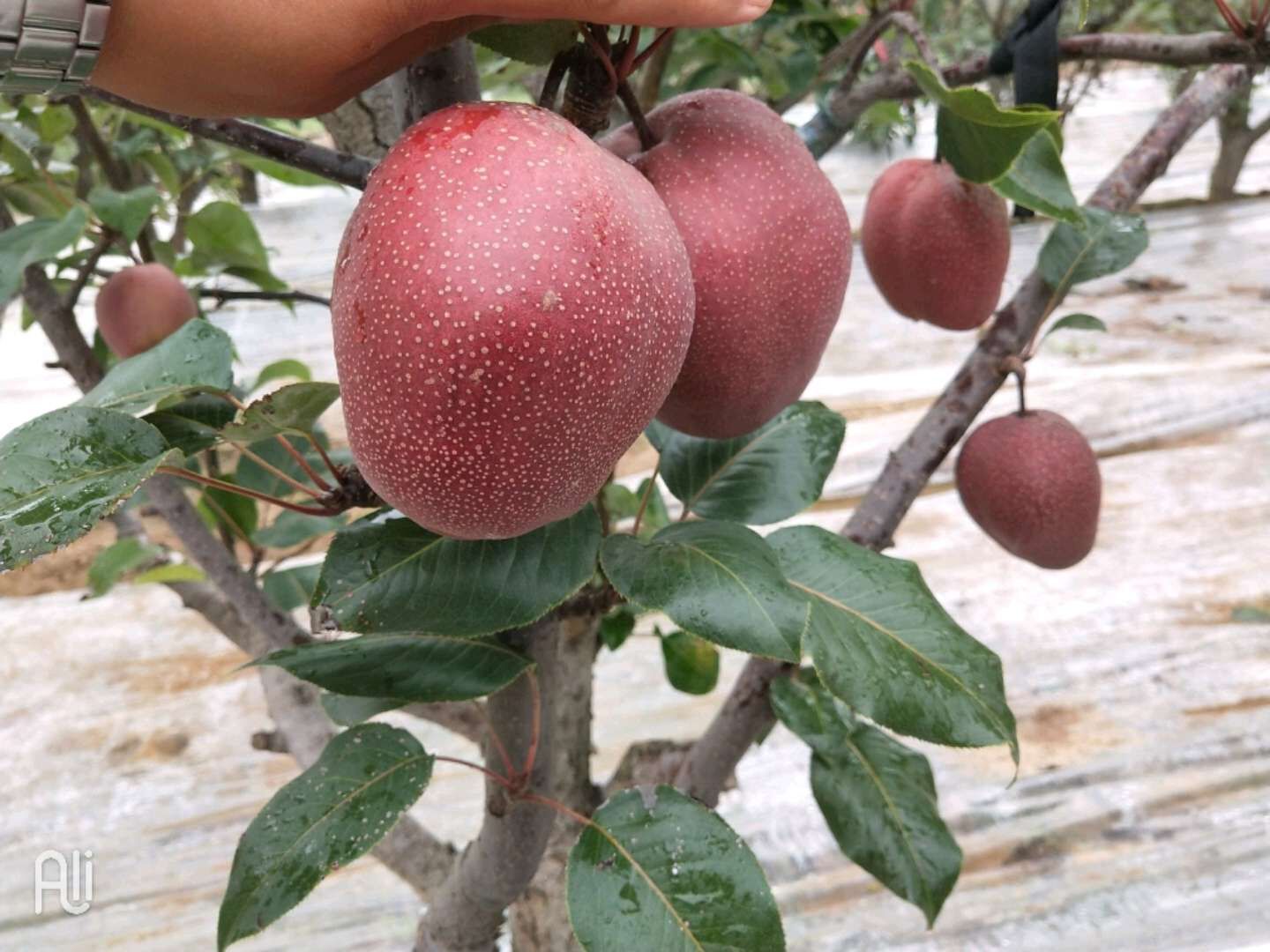 梨树苗促进花芽分化 梨树苗