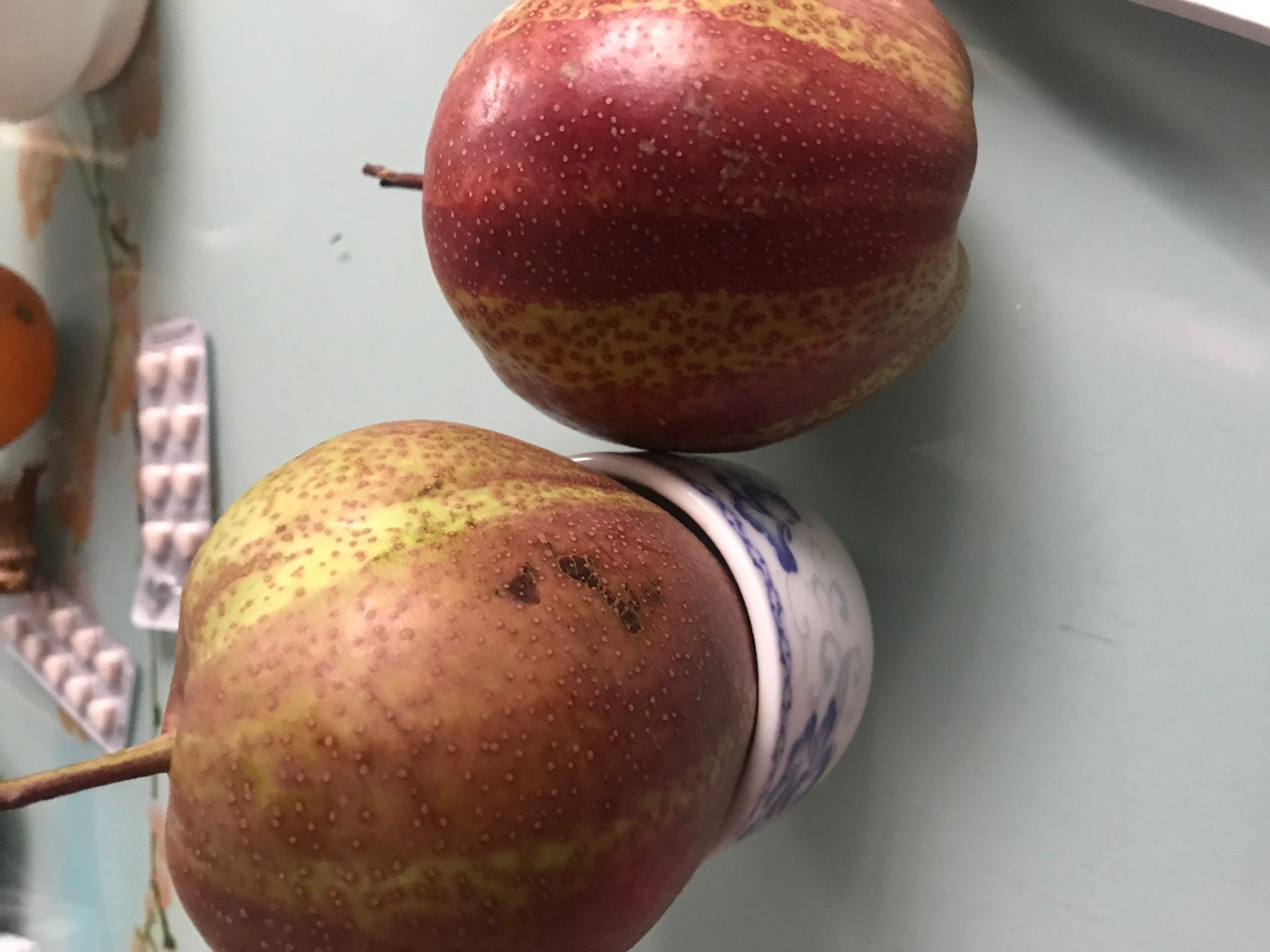 红久安梨苗种植技术