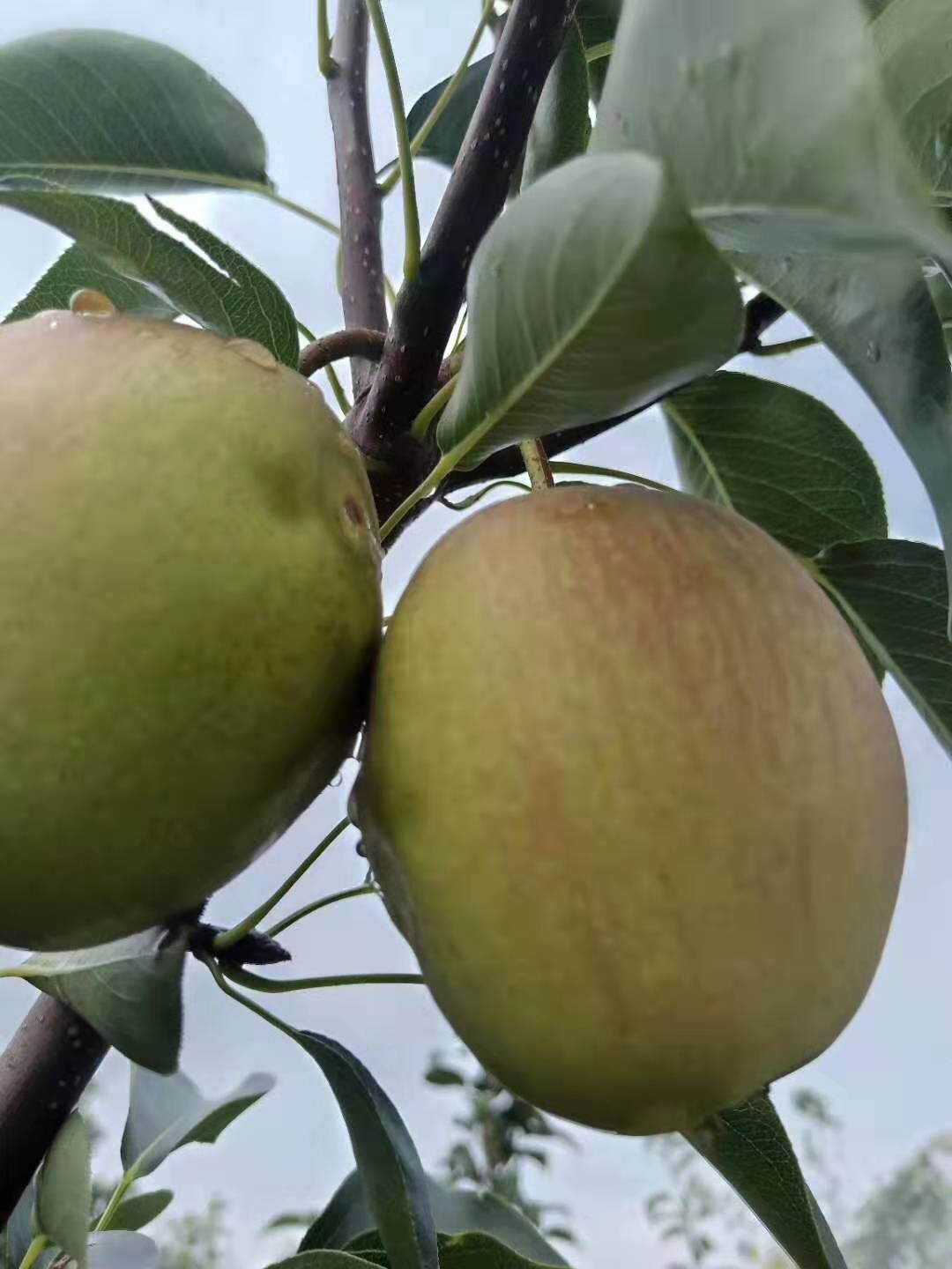 杭州早红考蜜斯梨苗蚜虫喷洒时间