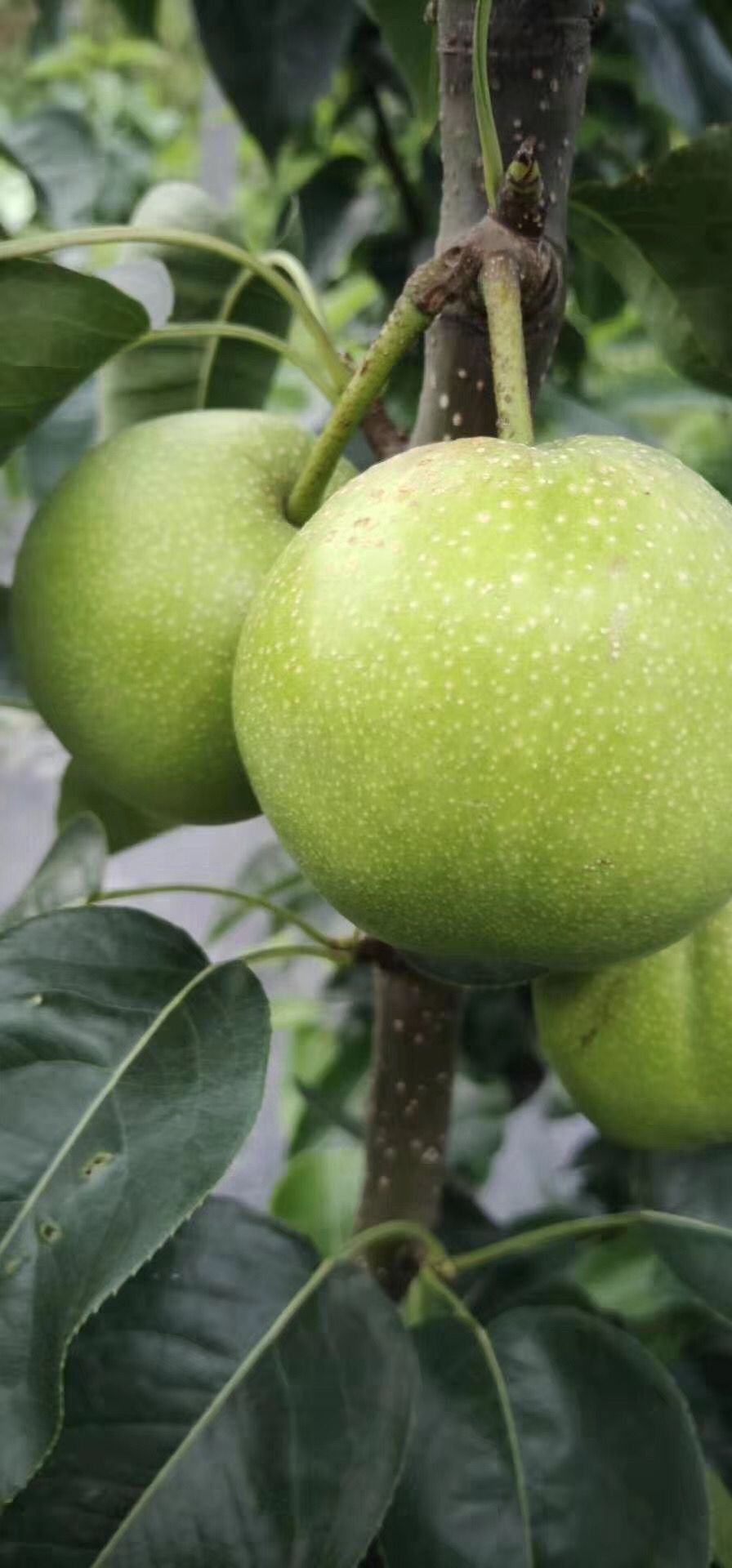 沈陽奧世紅梨苗耐儲(chǔ)存 奧世紅梨苗