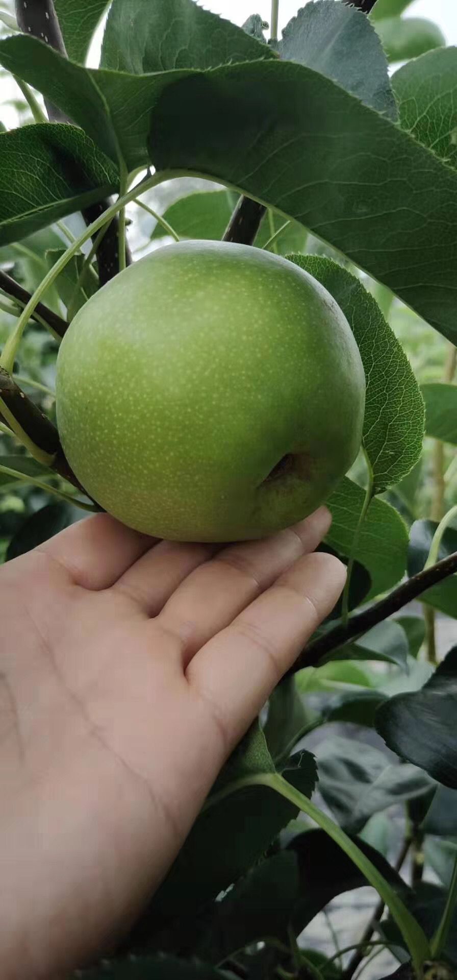 大兴安岭地区砀山酥梨苗品种特点 砀山酥梨苗