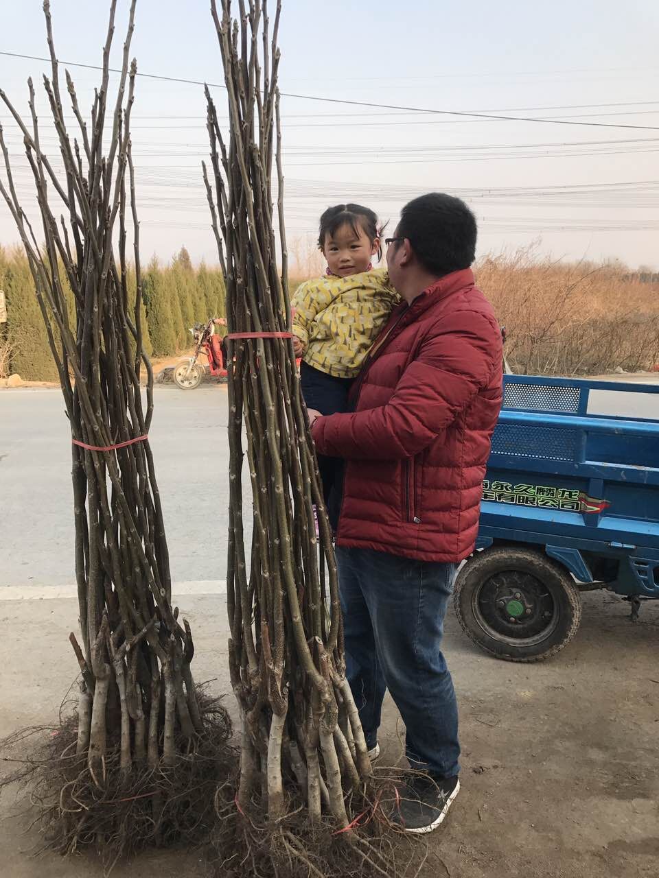 宜昌辽核系列核桃苗 早实核桃苗栽植时间