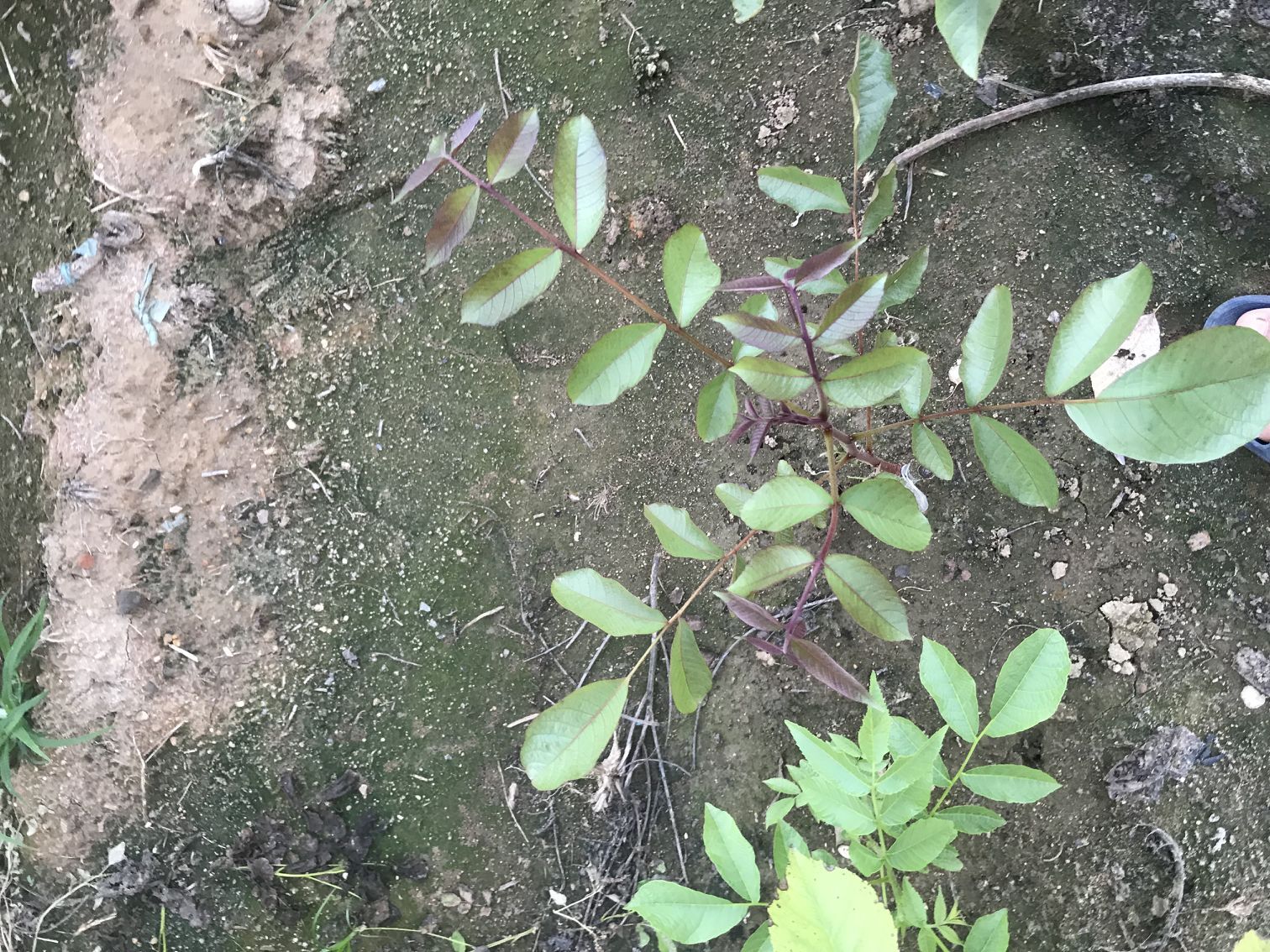 台中红皮核桃苗 纸壳核桃苗详细修剪技术