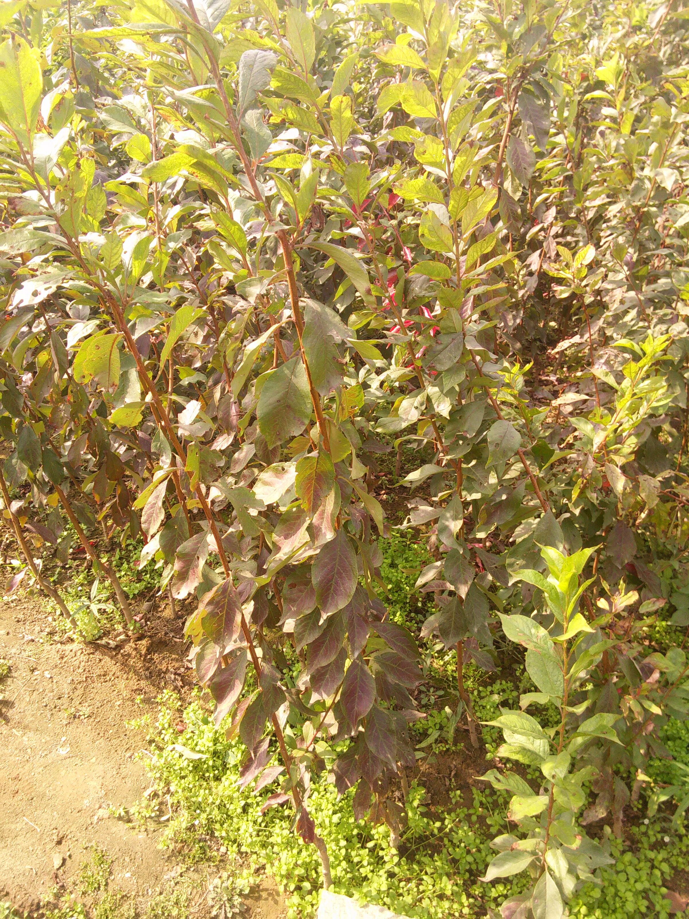 春季种植促进花芽分化西梅苗 杭州