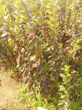 春季种植根腐病防治红皮西梅苗