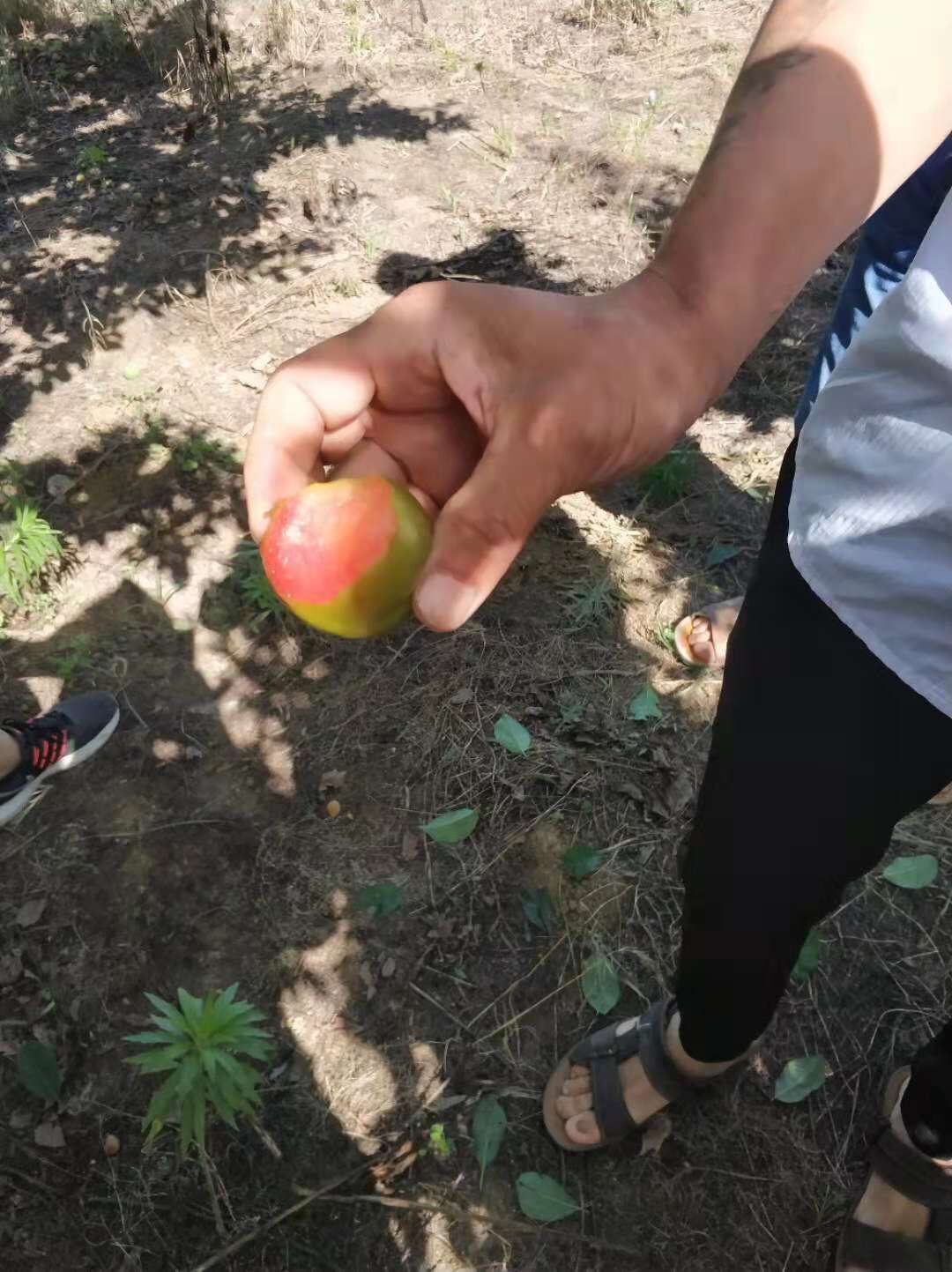 春季種植根腐病西梅苗 
