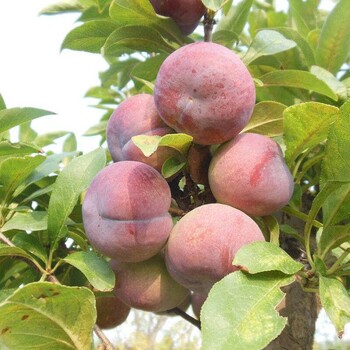 春季种植促进花芽分化西梅苗杭州