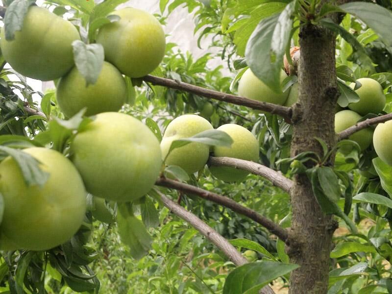 春季种植适应性强秋姬李子苗 昆明