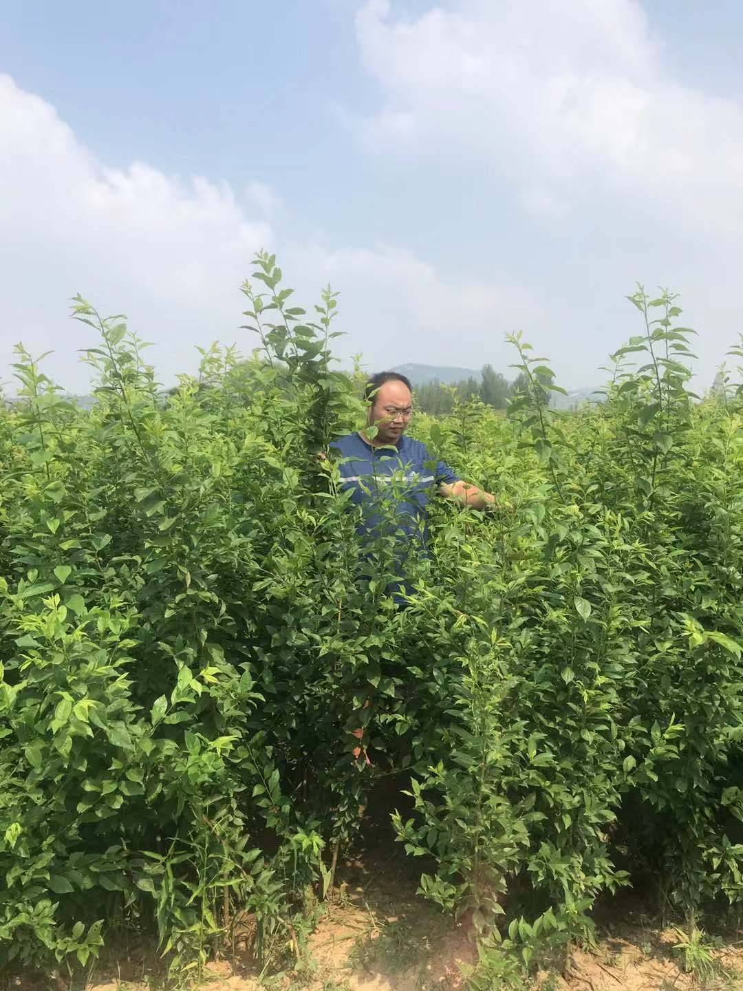 春季種植農(nóng)家肥和復(fù)合肥的使用7號李子苗 西雙版納傣族自治州